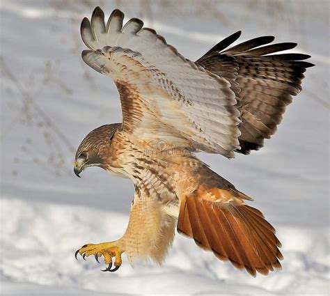 Yep I'm A Red-tailed!! | Red tailed hawk, Pet birds, Beautiful birds