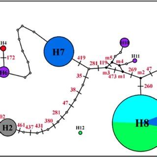 The Haplotype analysis of all Ae. aegypti populations based on... | Download Scientific Diagram