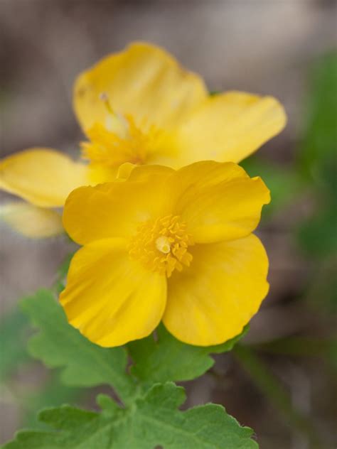 Celandine Poppy Wildflowers - Growing Celandine Plants In The Garden ...