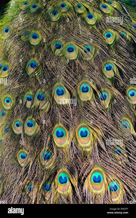 Peacock tail feathers hi-res stock photography and images - Alamy