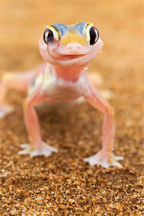 Smithsonian Magazine — The Elusive Pink Web-Footed Gecko Drinks Water...