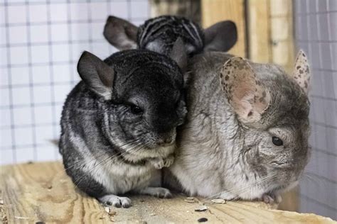 Chinchilla Bonding & Handling Guide | Do chinchillas need to be in pairs? | Burgess Pet Care