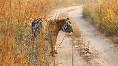 Panna National Park & Tiger Reserve - Wild Safaris