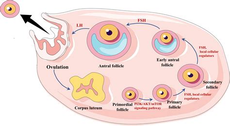 Frontiers Resistant Ovary Syndrome: Pathogenesis And, 56% OFF