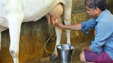 Milk Nutrition - Save Indian Cows | Save Cows | Donate to Save Cows