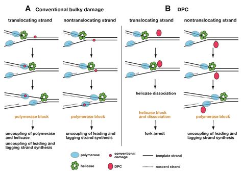 Formation, Repair, and Biological Effects of DNA–Protein Cross-Link Damage | IntechOpen