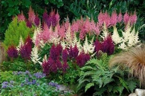 Perennial Flower Seeds For Shade | Home and Garden Reference