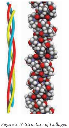 Fibrous Protein Molecular Structure