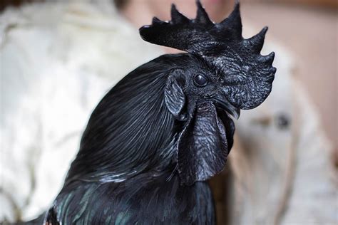 14 Black Chicken Breeds You Can Easily Raise - The Happy Chicken Coop