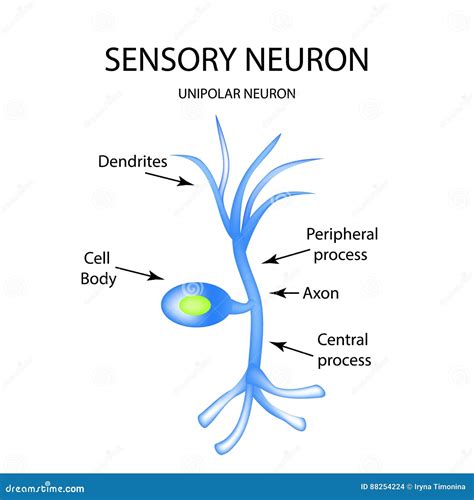 Die Struktur Des Sensorischen Neurons Infographics Vektorillustration Auf Lokalisiertem ...