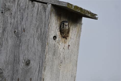 Beaver Island is paradise for Great Lakes birdwatching - mlive.com