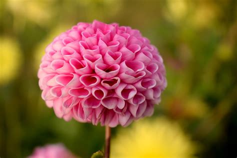 Pink Ball Dahlia Flower in Selective Focus Photography · Free Stock Photo