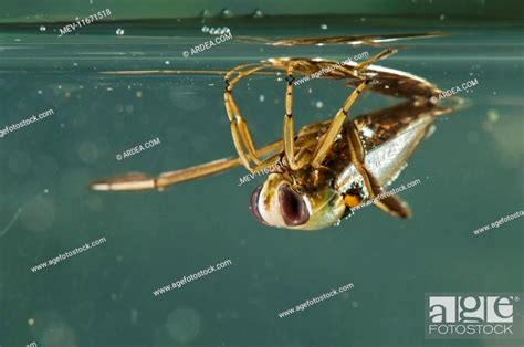 Backswimmer underwater , Stock Photo, Picture And Rights Managed Image ...