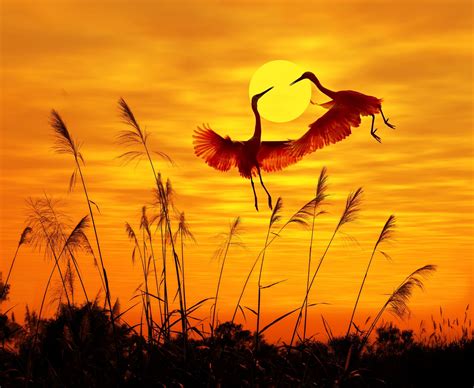 Download Silhouette Sunset Bird Animal Heron 8k Ultra HD Wallpaper