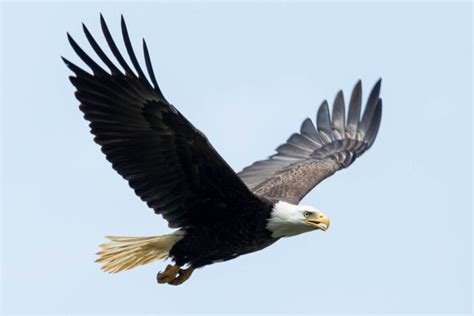 Eagles: Majestic Raptors of the Sky | BULB