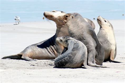 Australian Fur Seal - The Australian Museum