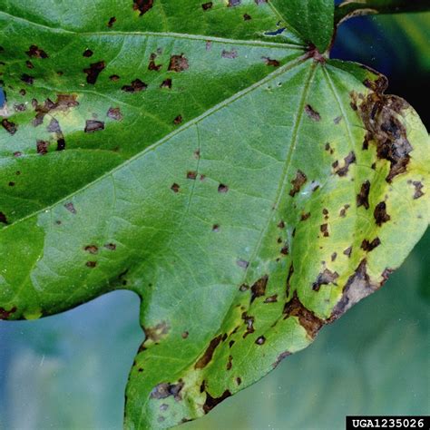 angular leaf spot of cotton (Xanthomonas citri ssp. malvacearum) on ...