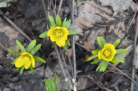 Winter aconite flowers cause golden glow - lehighvalleylive.com