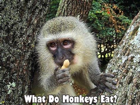 What Do Monkeys Eat? | Monkeys Diet By Types | What Eats Monkeys?