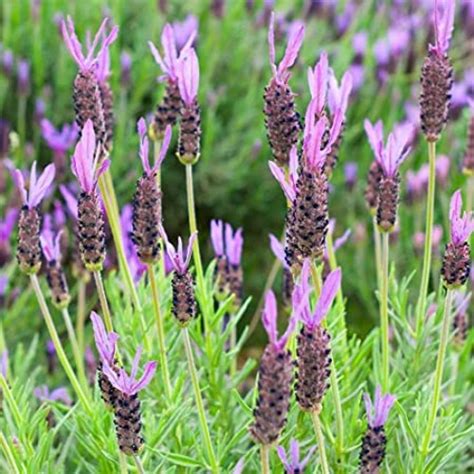 Lavanda. – Vivero Limache