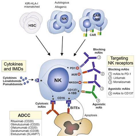 Natural killer (NK) cell activation: The activation of NK cells is... | Download Scientific Diagram