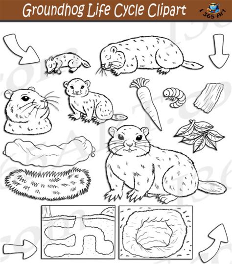 Groundhog Life Cycle Clipart Set Download - Clipart 4 School