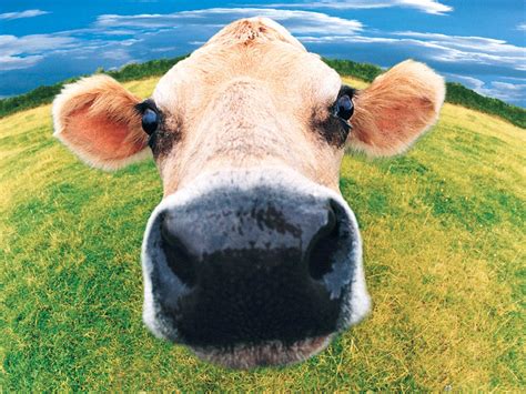 Cow Face Background Wallpaper 42650 - Baltana