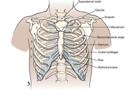 Sternum Breastbone Anatomy Location And Labeled Diagram | Porn Sex Picture