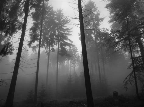 black, And, White, Trees, Fog Wallpapers HD / Desktop and Mobile ...