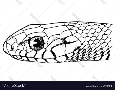 Snake Face Drawing Front View Snakes represent many powerful things psychologically snake face ...