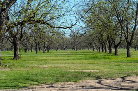 san saba pecan orchard - Texas Hill Country