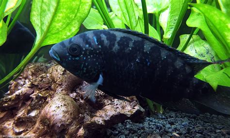 Jack Dempsey Cichlid: Care, Size, Diet, Feeding & Tankmates