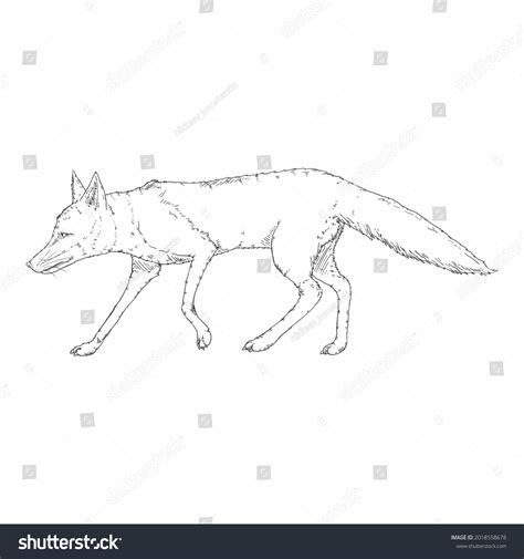 Walking Fox Side View Vector Sketch Stock Vector (Royalty Free) 2018558678 | Shutterstock