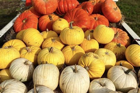 11 Great Pumpkin Patches to Visit In and Around Portland This Fall ...