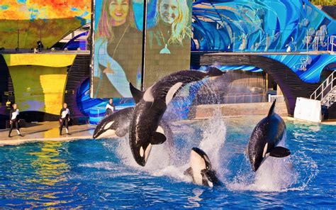 Veterinary Reports are in … SeaWorld’s Animals are Deemed Mentally and Physically Distressed ...