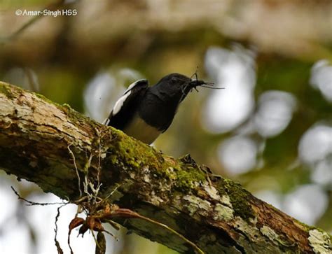 Oriental Magpie Robin – nesting material - Bird Ecology Study Group