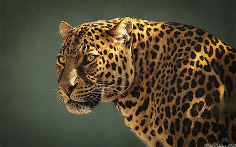 Jaguar Wallpapers - Top Free Jaguar Backgrounds - WallpaperAccess