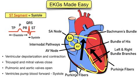 Ecg Waveform Explained Ekg Labeled Diagrams And Components | Porn Sex Picture