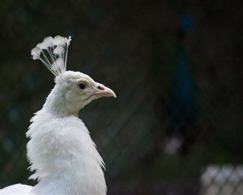 The Rare Albino Peacock! 6 Amazing Images And 16 FAQs