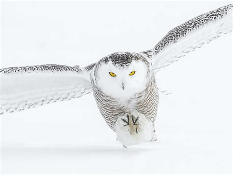 Stunning Imags of Snowey Owl Caught by Montreal Traffic Camera