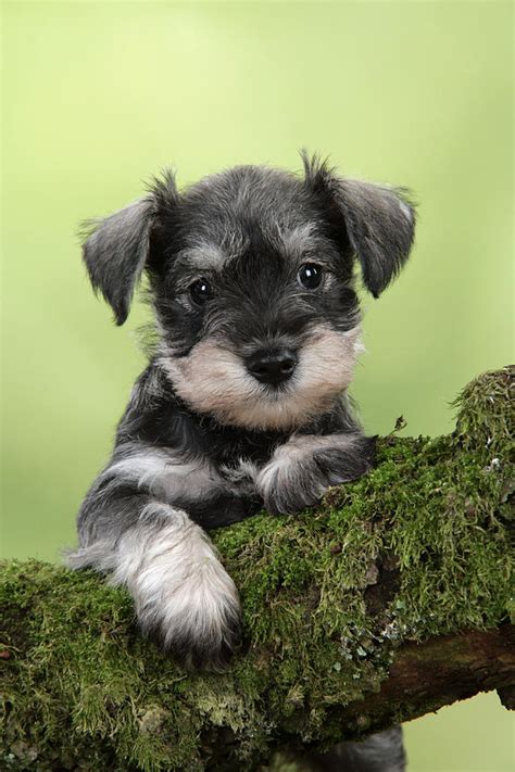 Schnauzer - Find Miniature Schnauzer Puppies For Sale In Florida ...