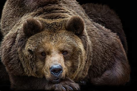 Download Animal Bear HD Wallpaper