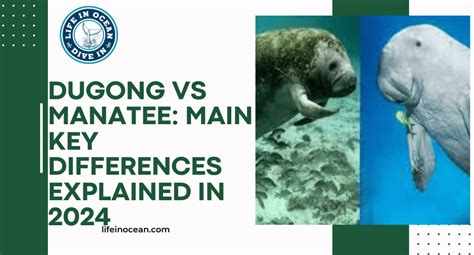 Dugong vs Manatee: Main Key Differences Explained in 2024 - Life in Ocean