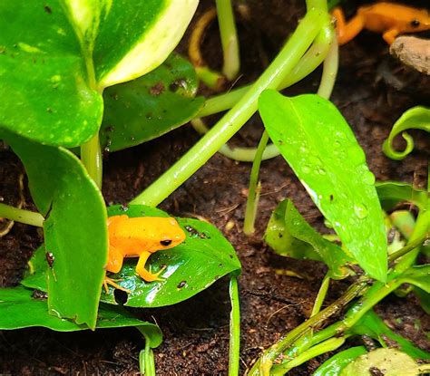 Mantella aurantiaca 'Golden Mantella'