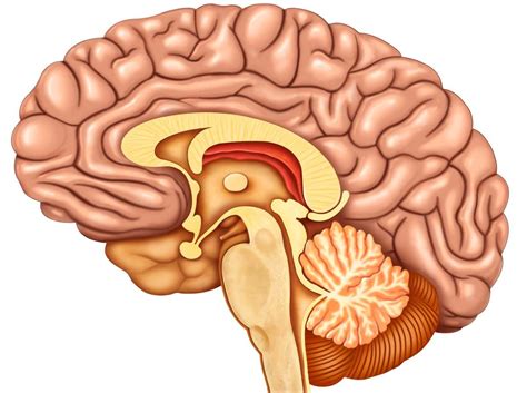 Diagram of the Brain and its Functions Brain Drawing, Human Drawing, Human Brain Anatomy ...