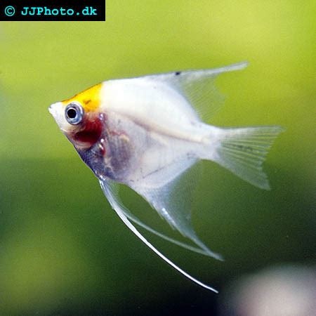 Breeding Angelfish