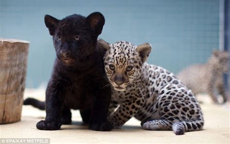 Berlin Zoo celebrates after adorable trio of Jaguar cubs are born ...