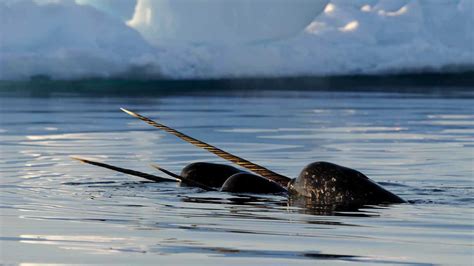 Narwhals - Natural World Safaris