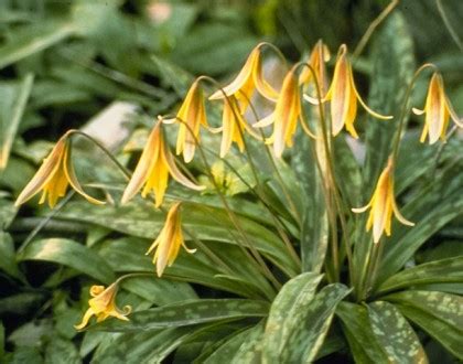 Erythronium americanum - Jersey-Friendly Yards