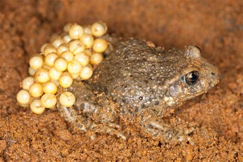 "Don't Touch Dem Eggs!" - Common Midwife Toad | Featured Creature